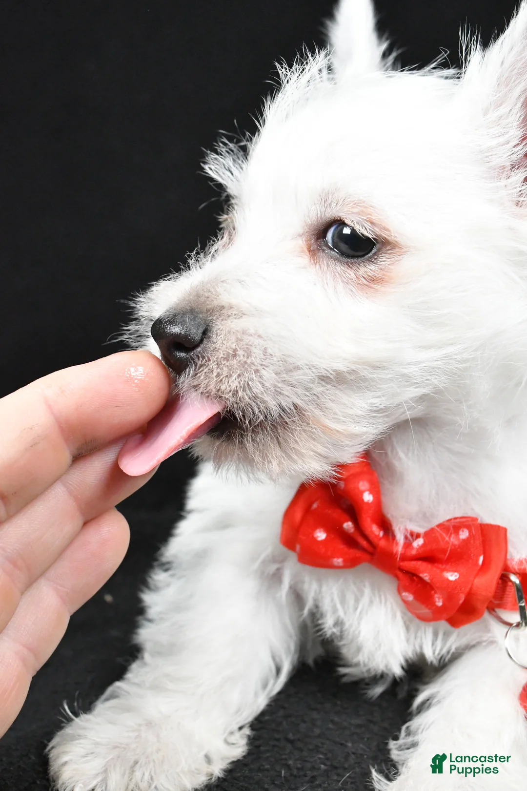 West Highland Terrier dogs for sale: Dan - Ad 8