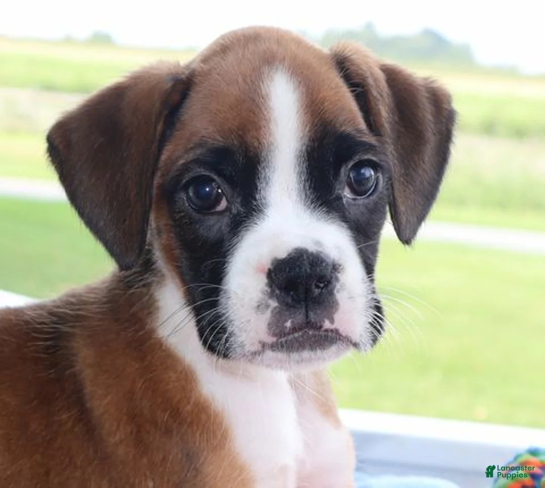 Boxer dogs for sale: Bella - Champ lines - Ad 6