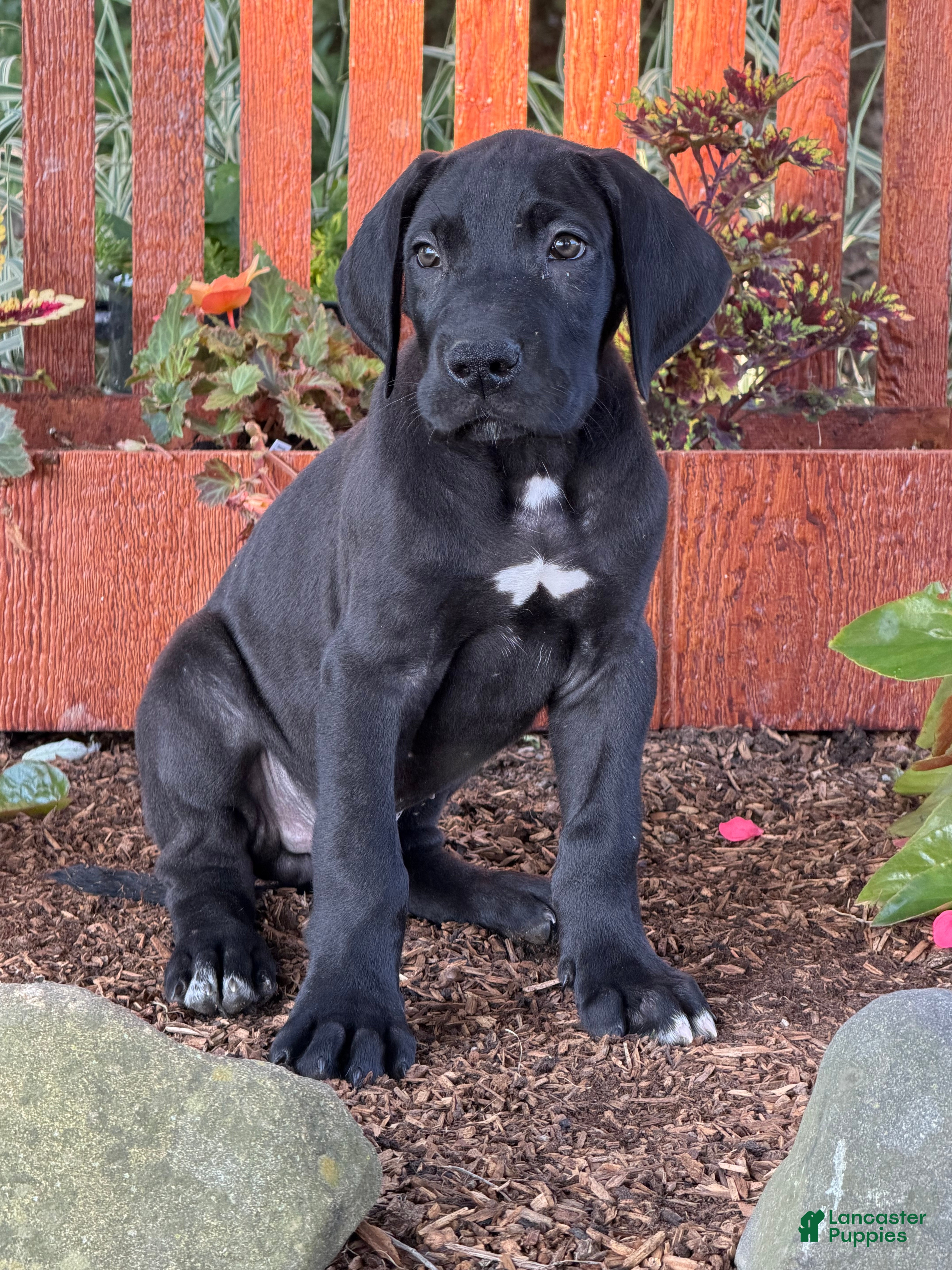 Great Dane dogs Philip Great Dane  - Ad 1