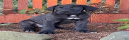 Great Dane dogs for sale: Philip Great Dane  - Ad 7