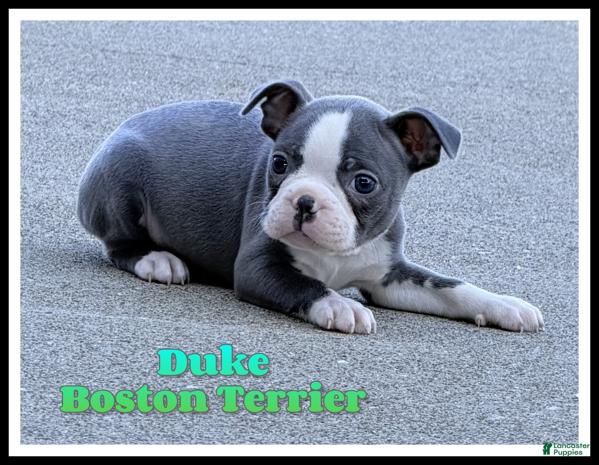 Boston Terrier dogs Duke - Ad 1