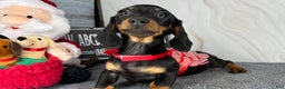 Miniature Dachshund dogs for sale: AKC Champion import - Ad 17