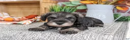 Miniature Schnauzer dogs for sale: Kennedy - Ad 3