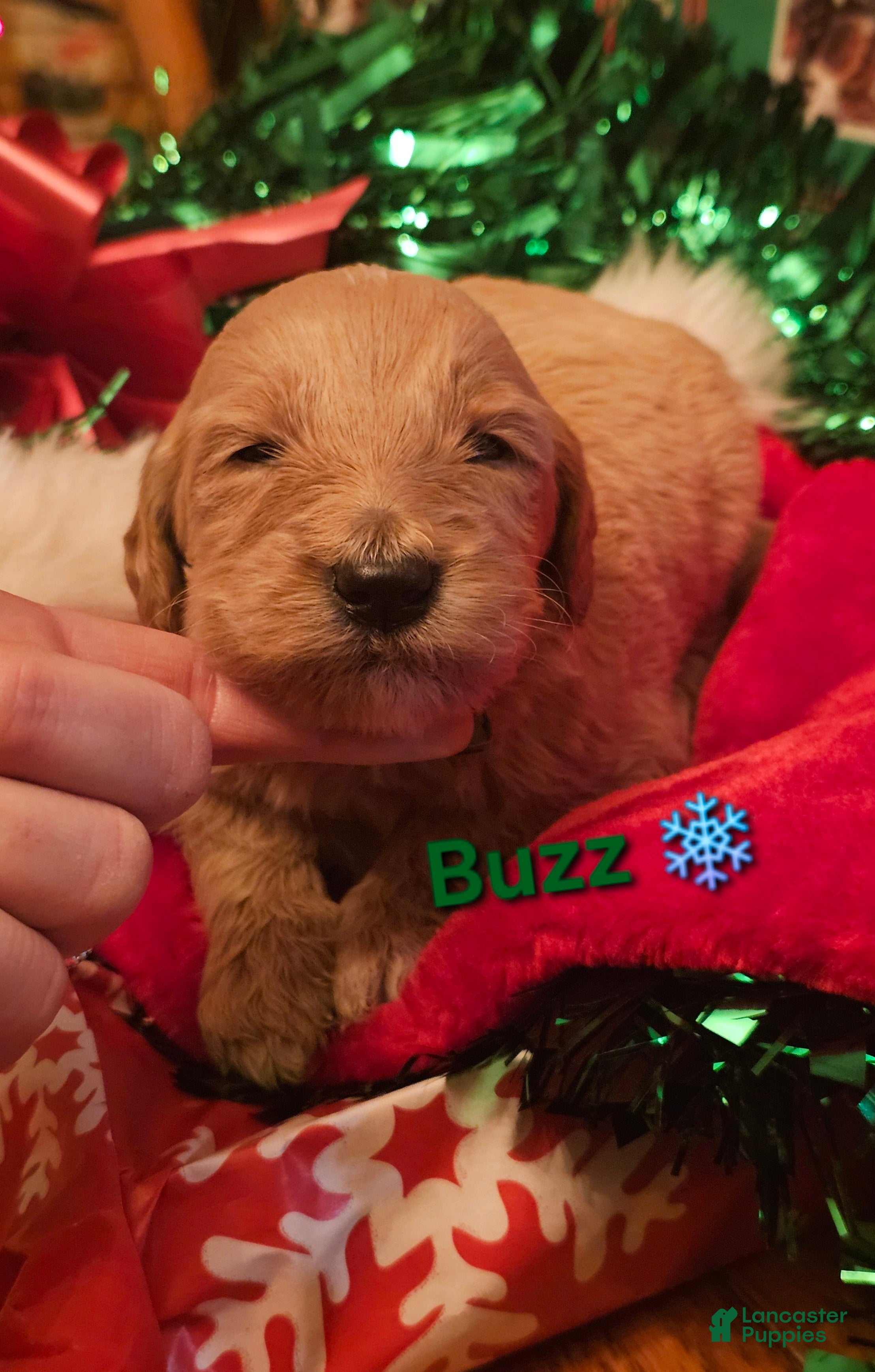 Goldendoodle dogs Buzz  - Ad 26