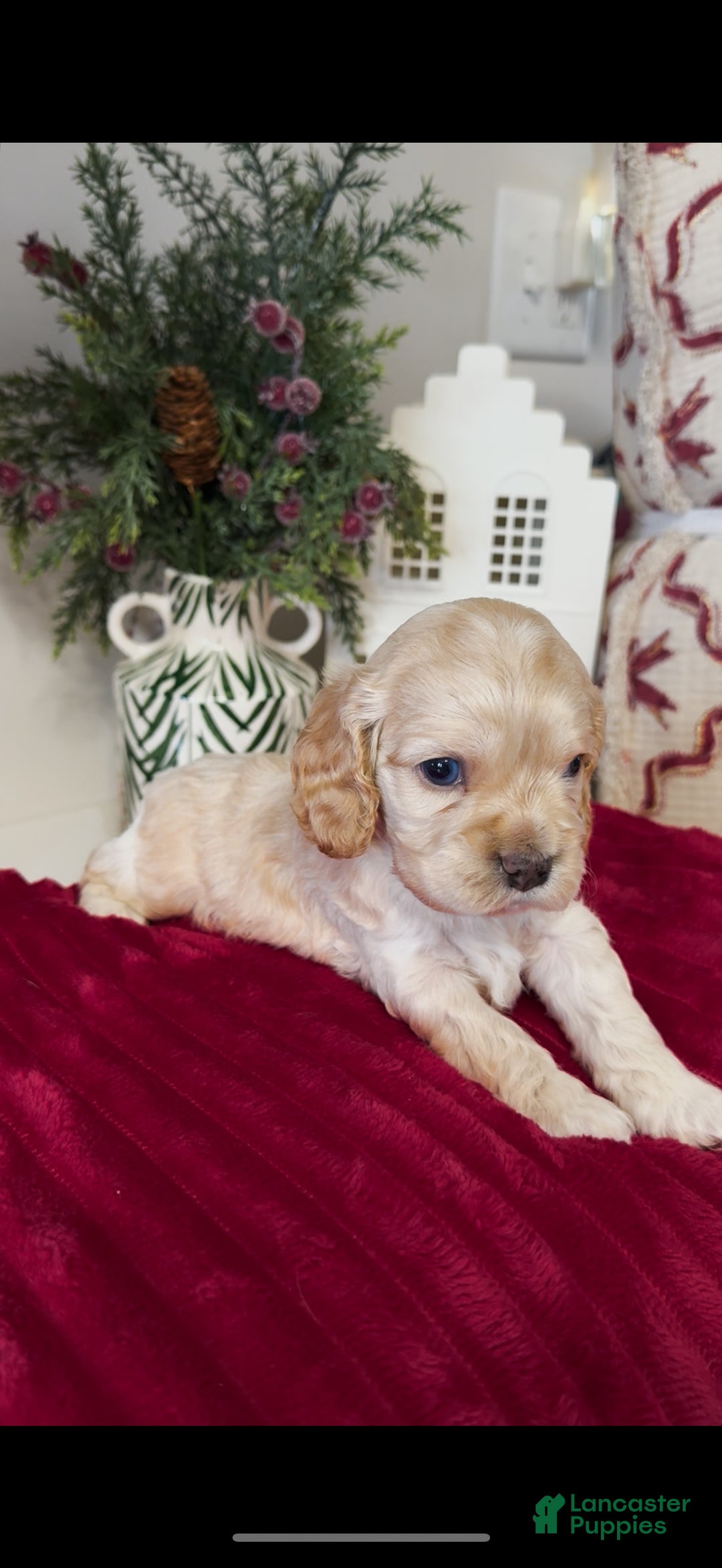 Cocker Spaniel dogs for sale: Teddy - Ad 2