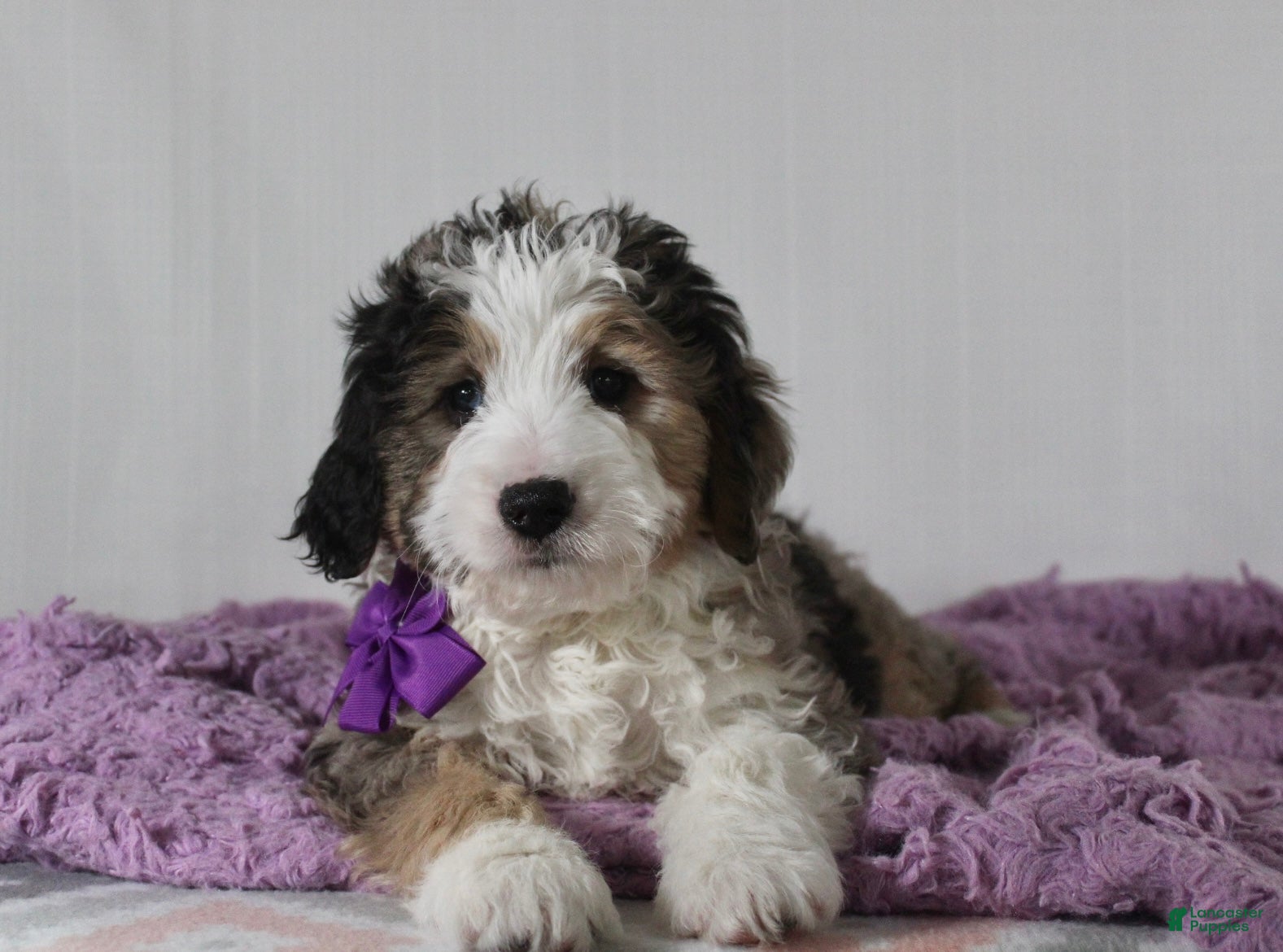 Mini Aussiedoodle dogs Odie - Ad 1
