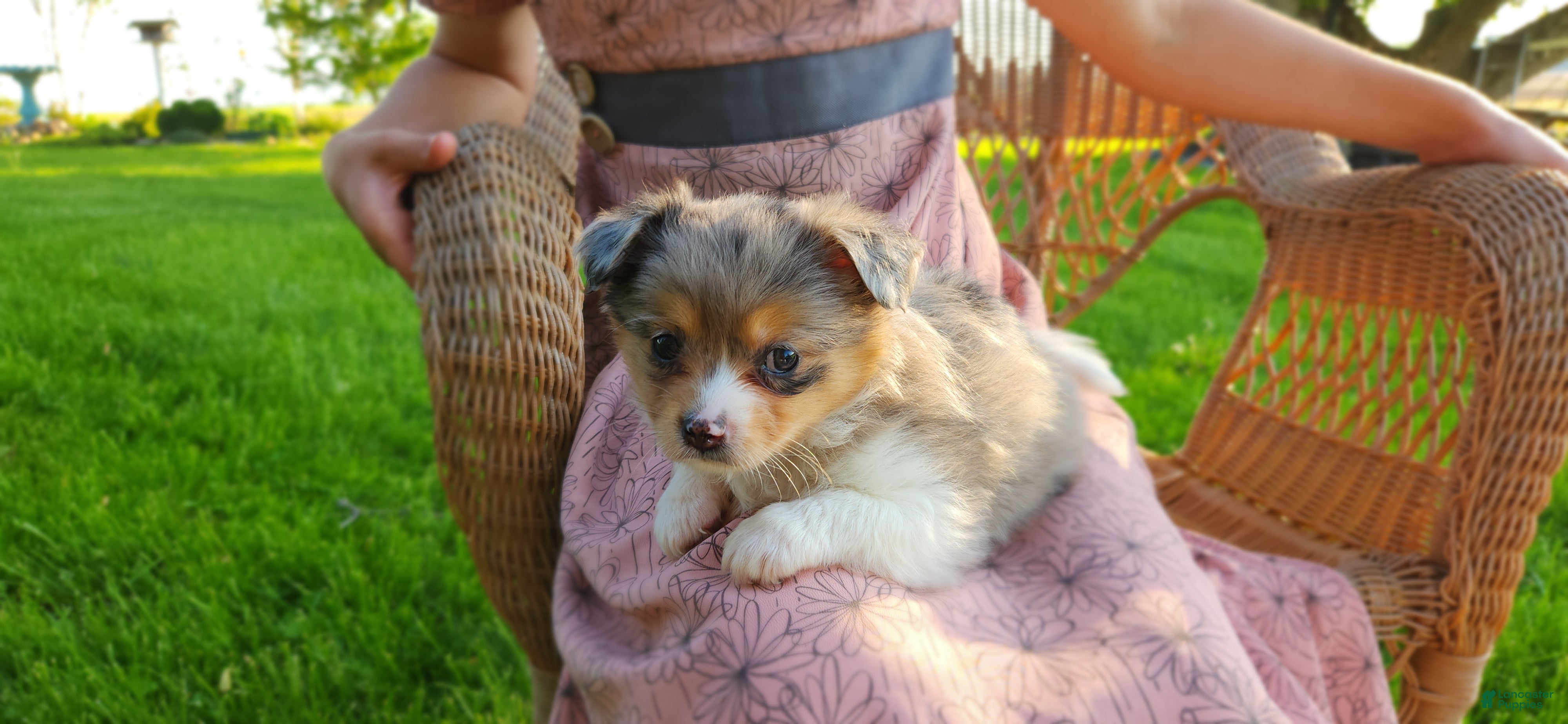 Chihuahua dogs Kamden - Ad 36