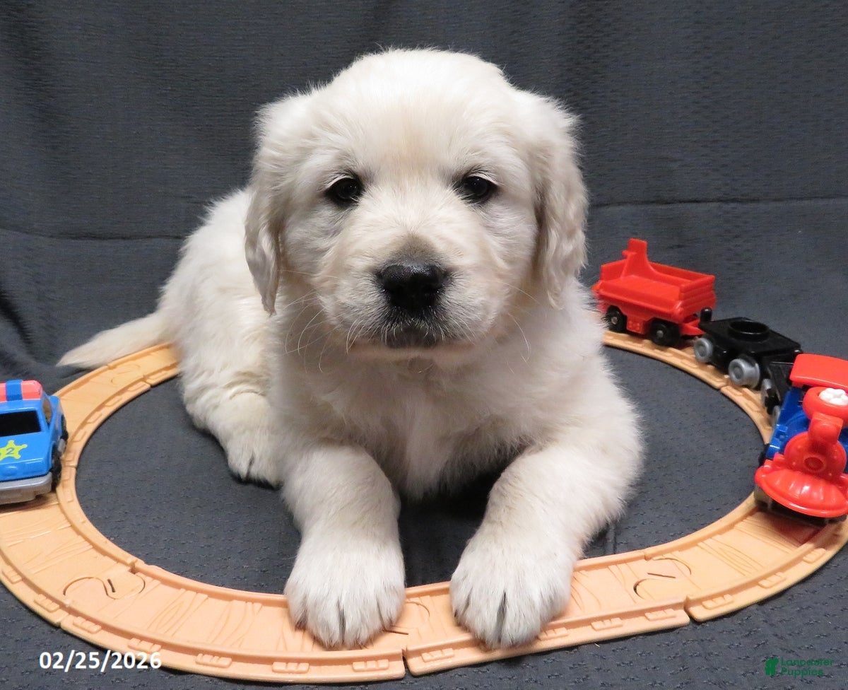 Golden Retriever dogs Gordie - Ad 1