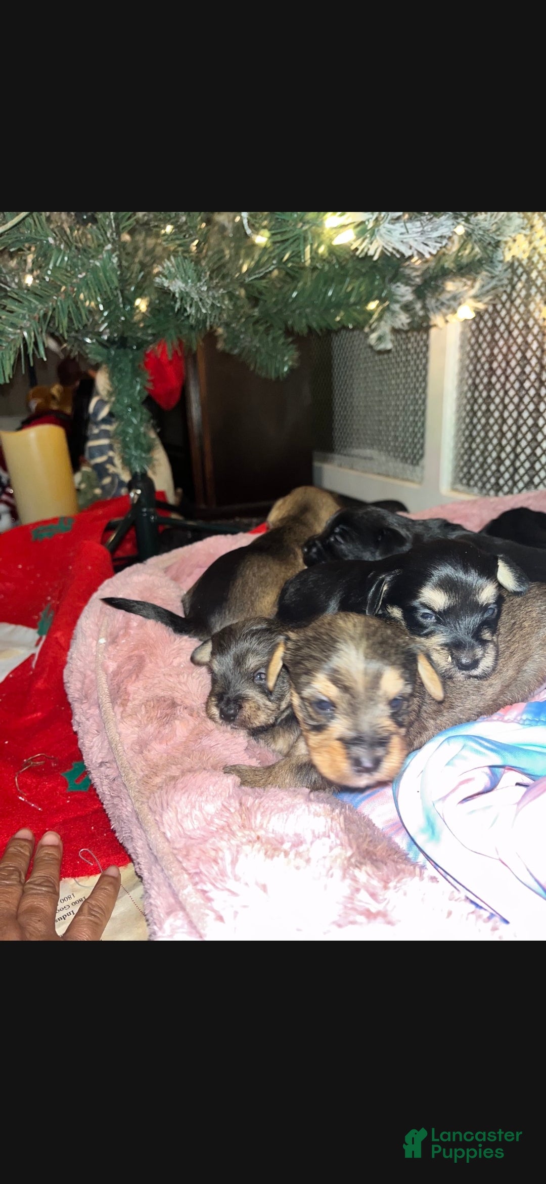 Mixed Breed dogs for sale: Mixed Breed Puppy 2 - Ad 1