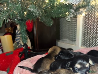 Mixed Breed dogs for sale: Mixed Breed Puppy 2 - Ad 4