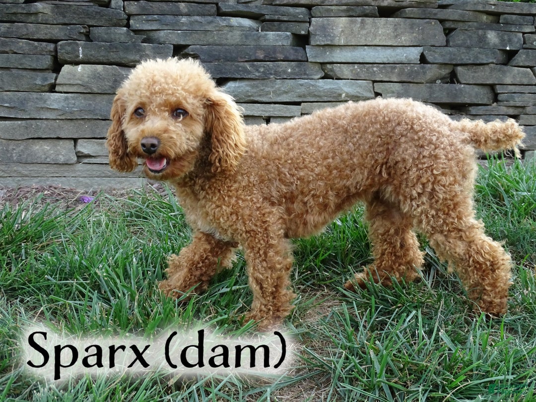 Lalos for sale in New Holland Lancaster Puppies