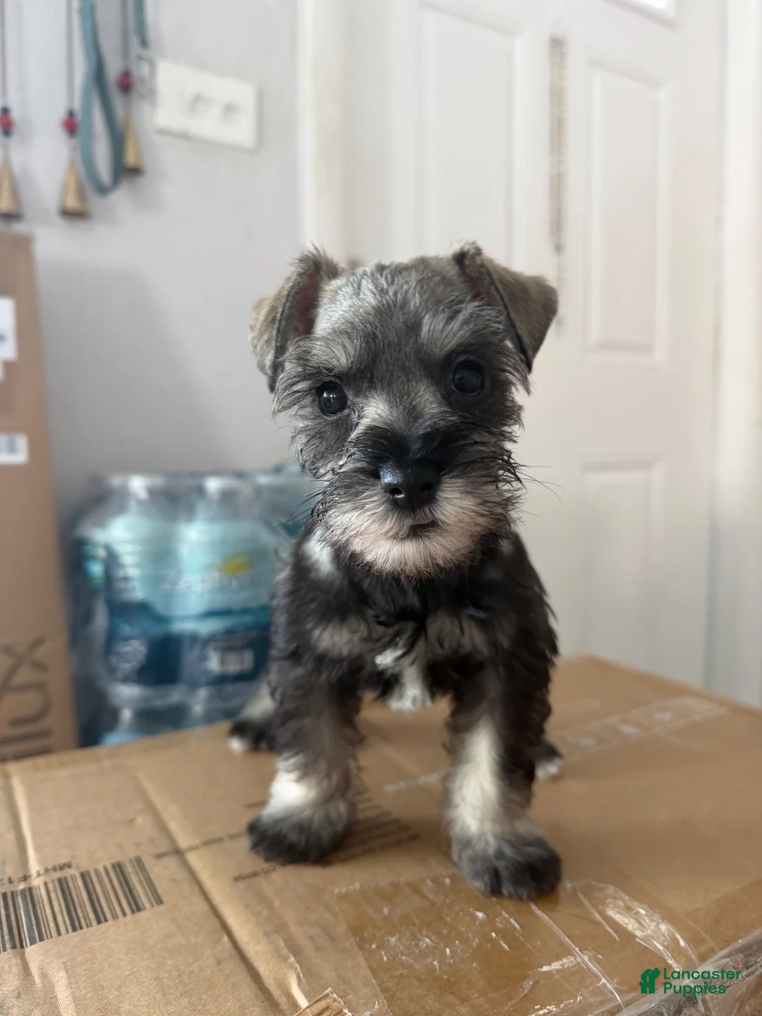 Miniature Schnauzer dogs for sale: Miniature Schnauzer 6 - Ad 24
