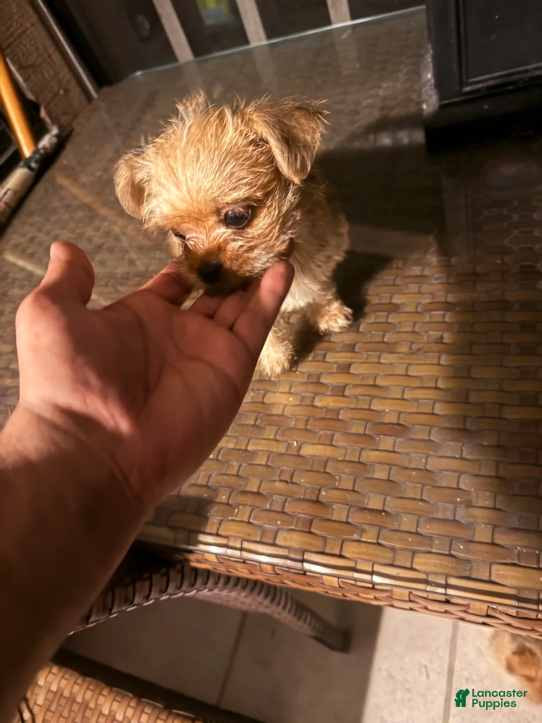 Shorkie dogs for sale: Shorkie Puppy 2 - Ad 2