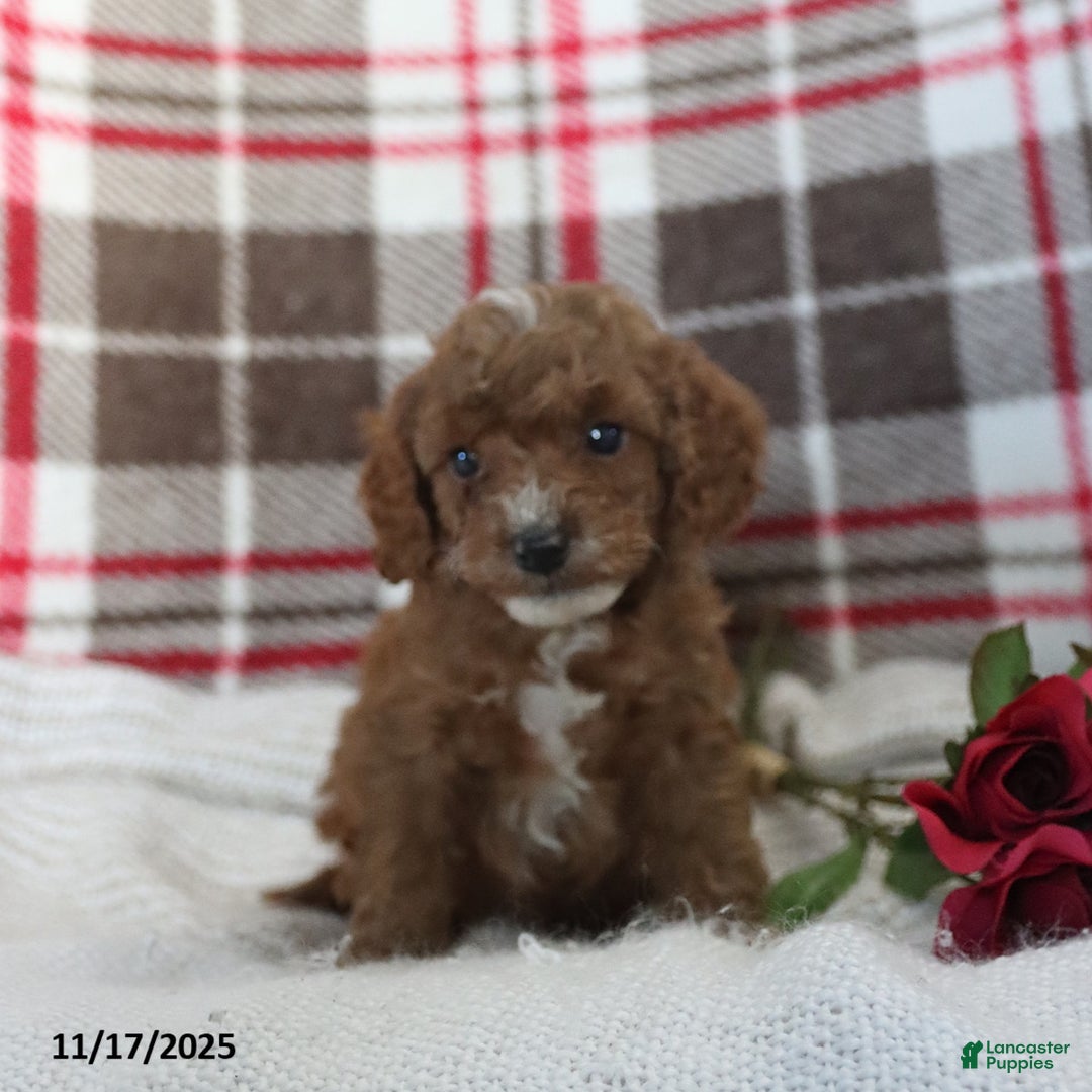 Cavapoo dogs for sale: Kelson - Ad 4