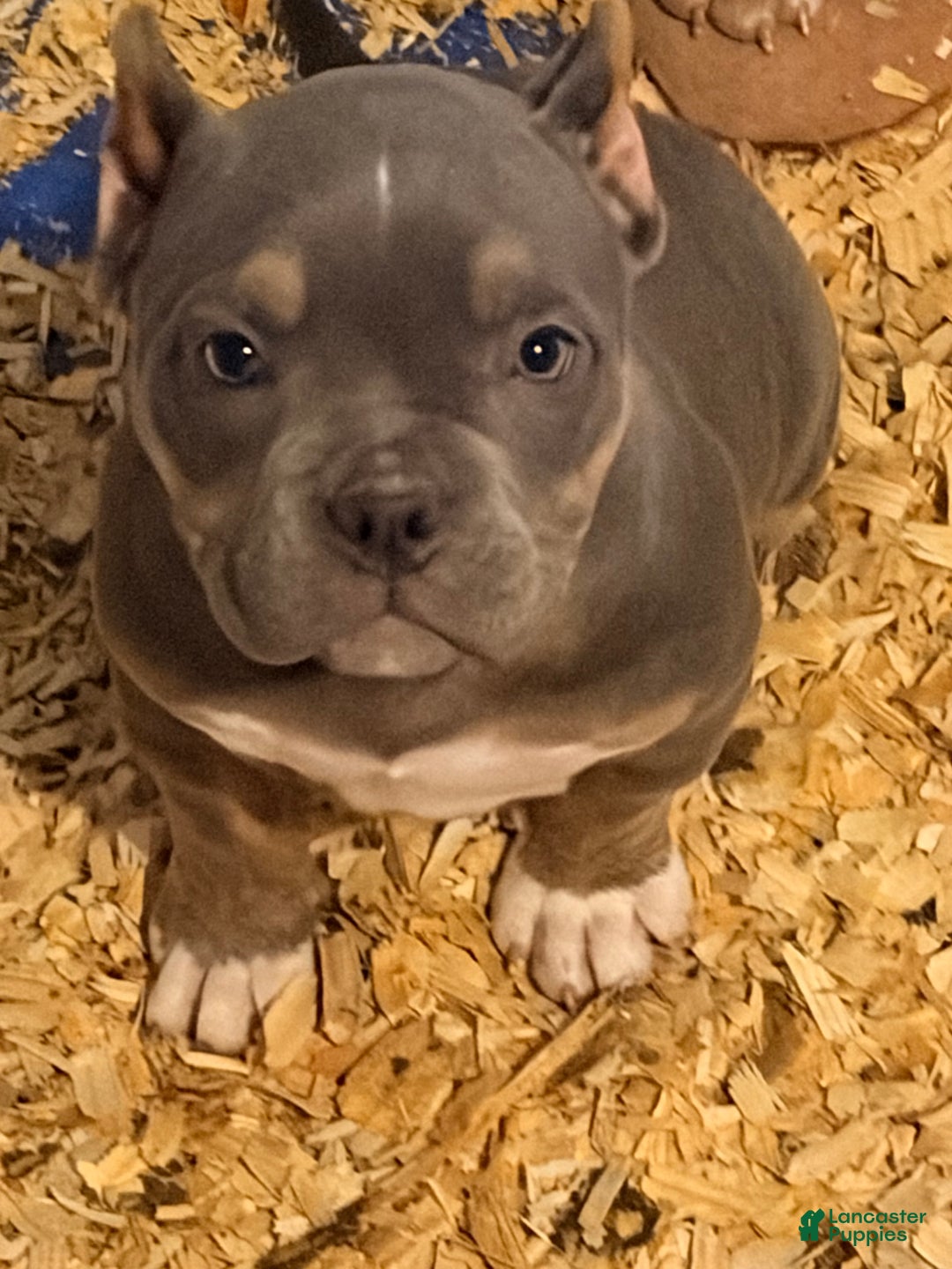American Bully dogs for sale: American Bully Puppy 2 - Ad 1