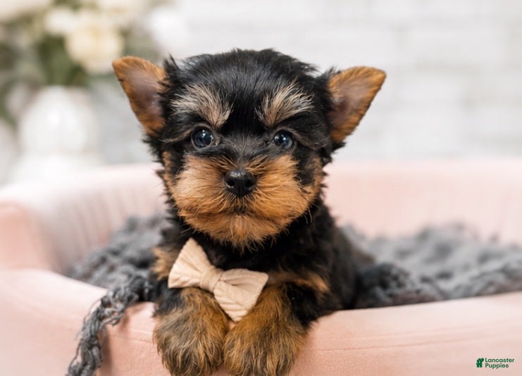 Yorkshire Terrier dogs Tino 1.4lbs - Ad 23