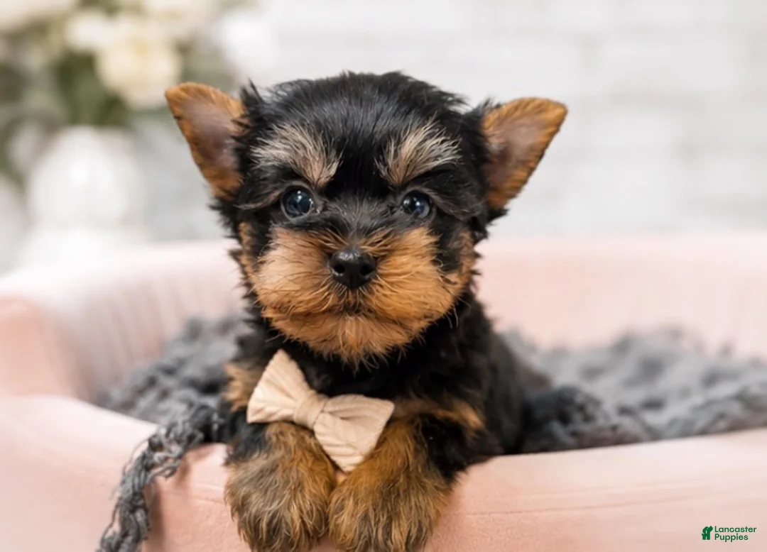 Yorkshire Terrier dogs for sale: Tino 1.4lbs - Ad 1