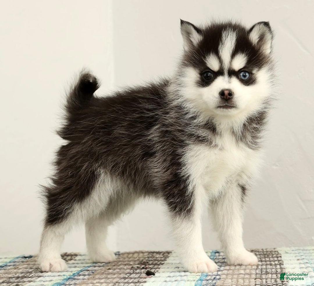 Pomsky dogs for sale: Tucker - Ad 2