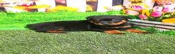 Rottweiler dogs for sale: Mason - Ad 2