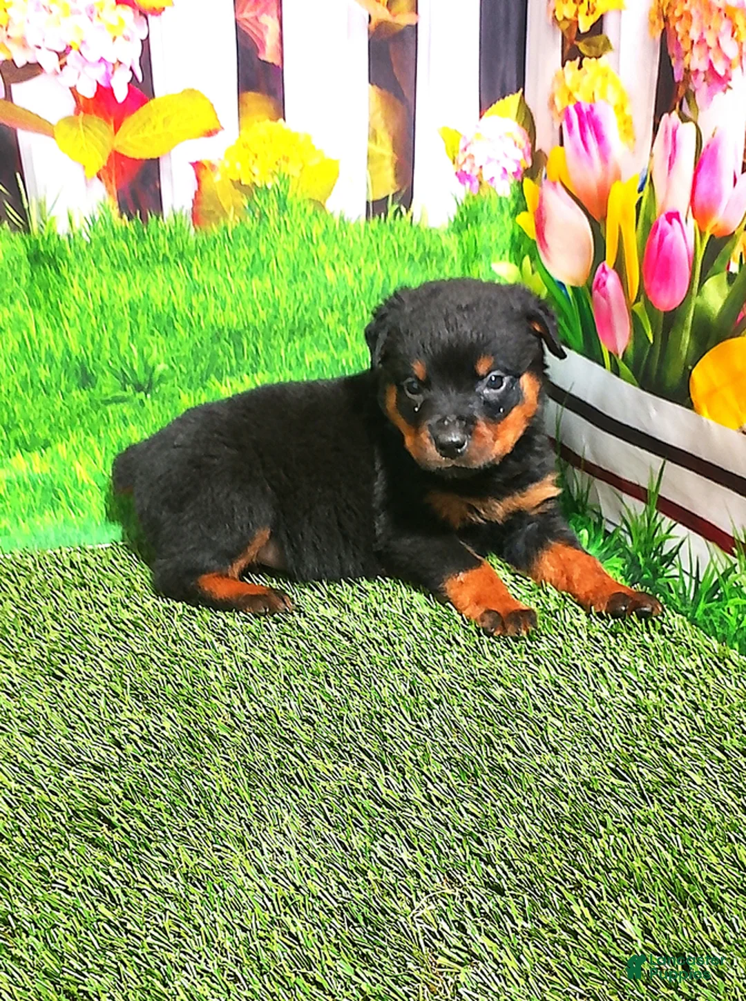 Rottweiler dogs for sale: Mason - Ad 2