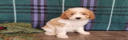 Mini Goldendoodle dogs for sale: Oma - Ad 10