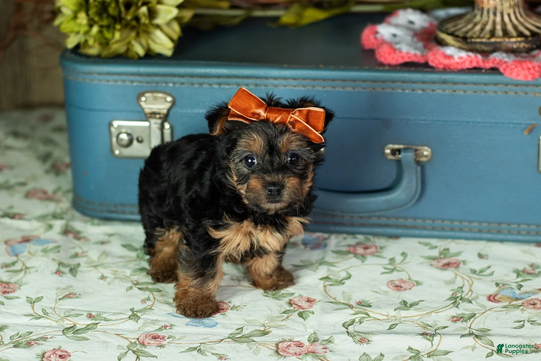 Yorkshire Terrier dogs for sale: Lissia  - Ad 2
