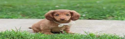 Miniature Dachshund dogs for sale: Grace - Ad 1