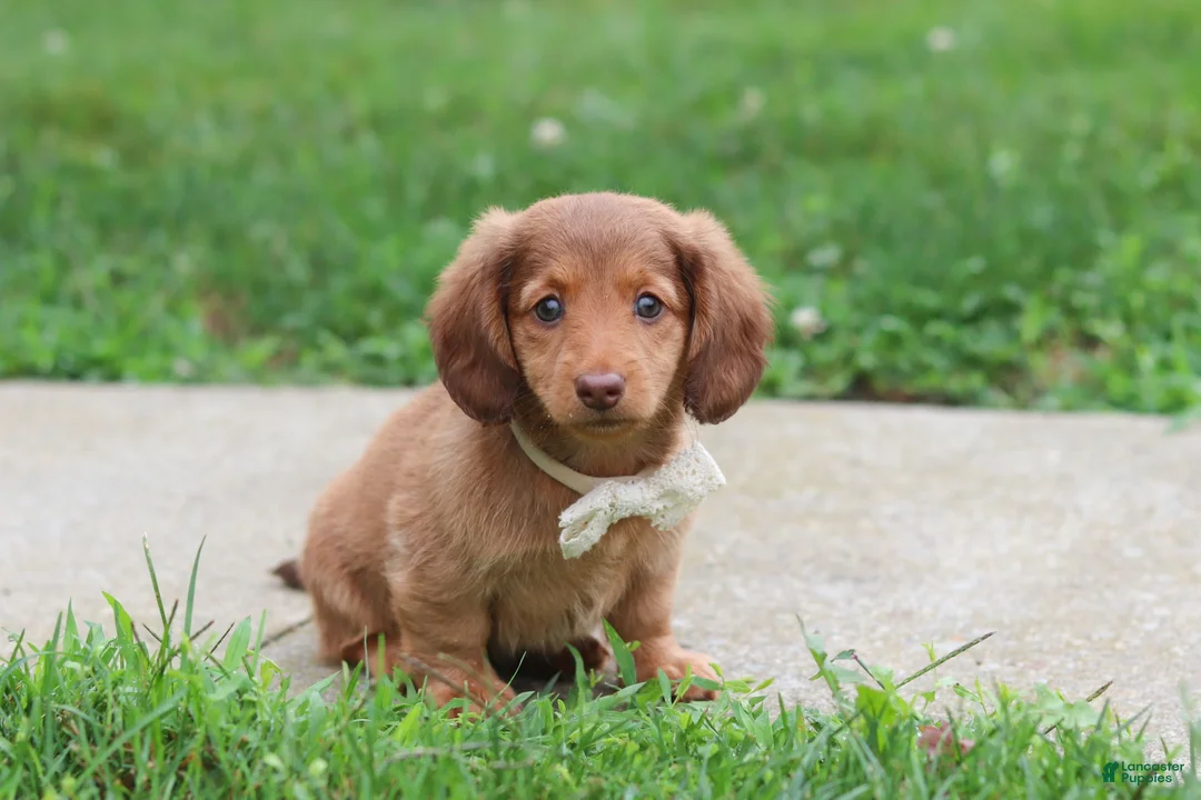 Miniature Dachshund dogs for sale: Grace - Ad 1
