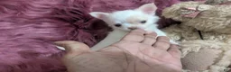 Chihuahua dogs for sale: Priscilla LC  Apple Head    Videos  - Ad 6