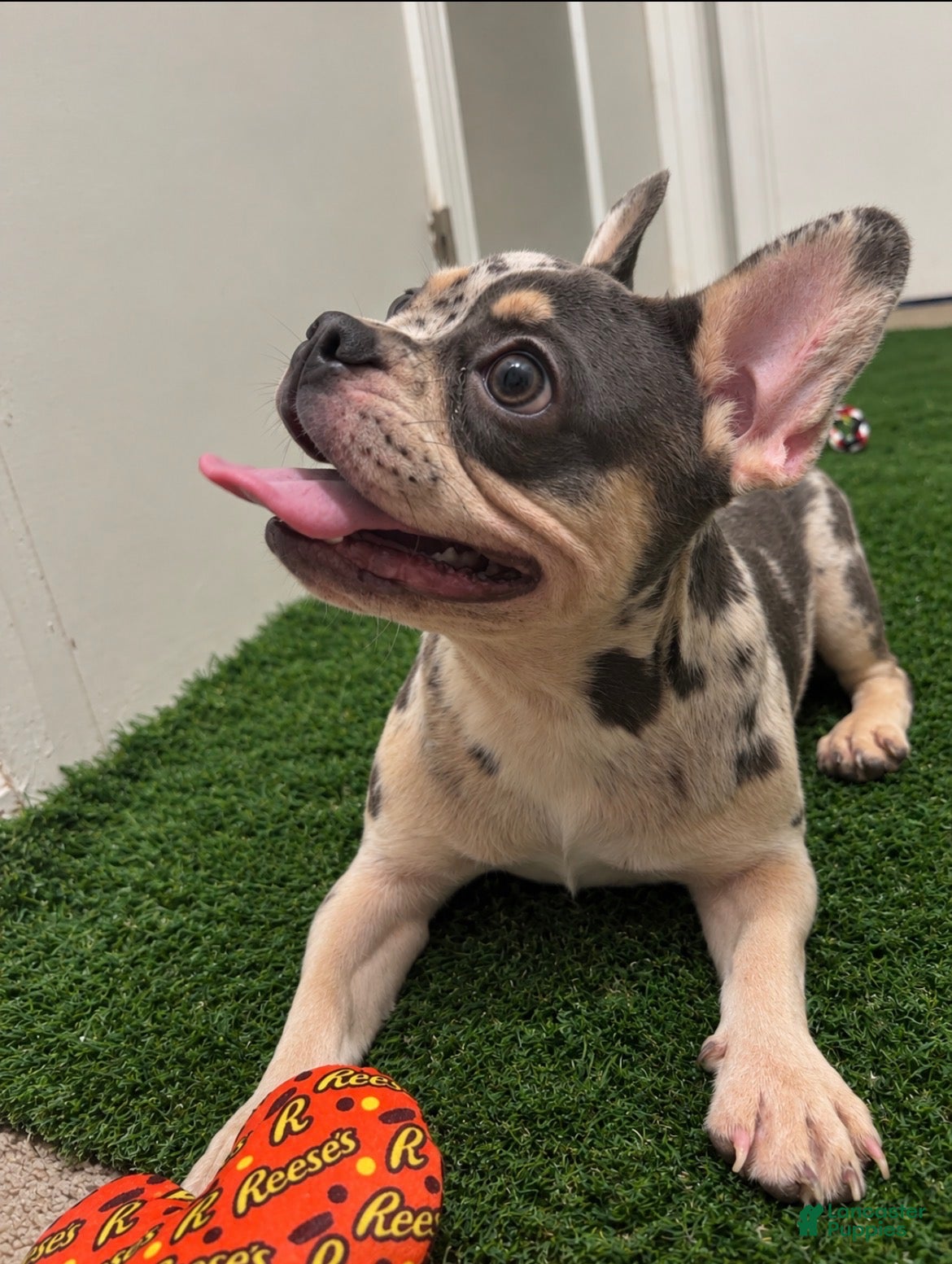 French Bulldog dogs for sale: French Bulldog 1 - Ad 1