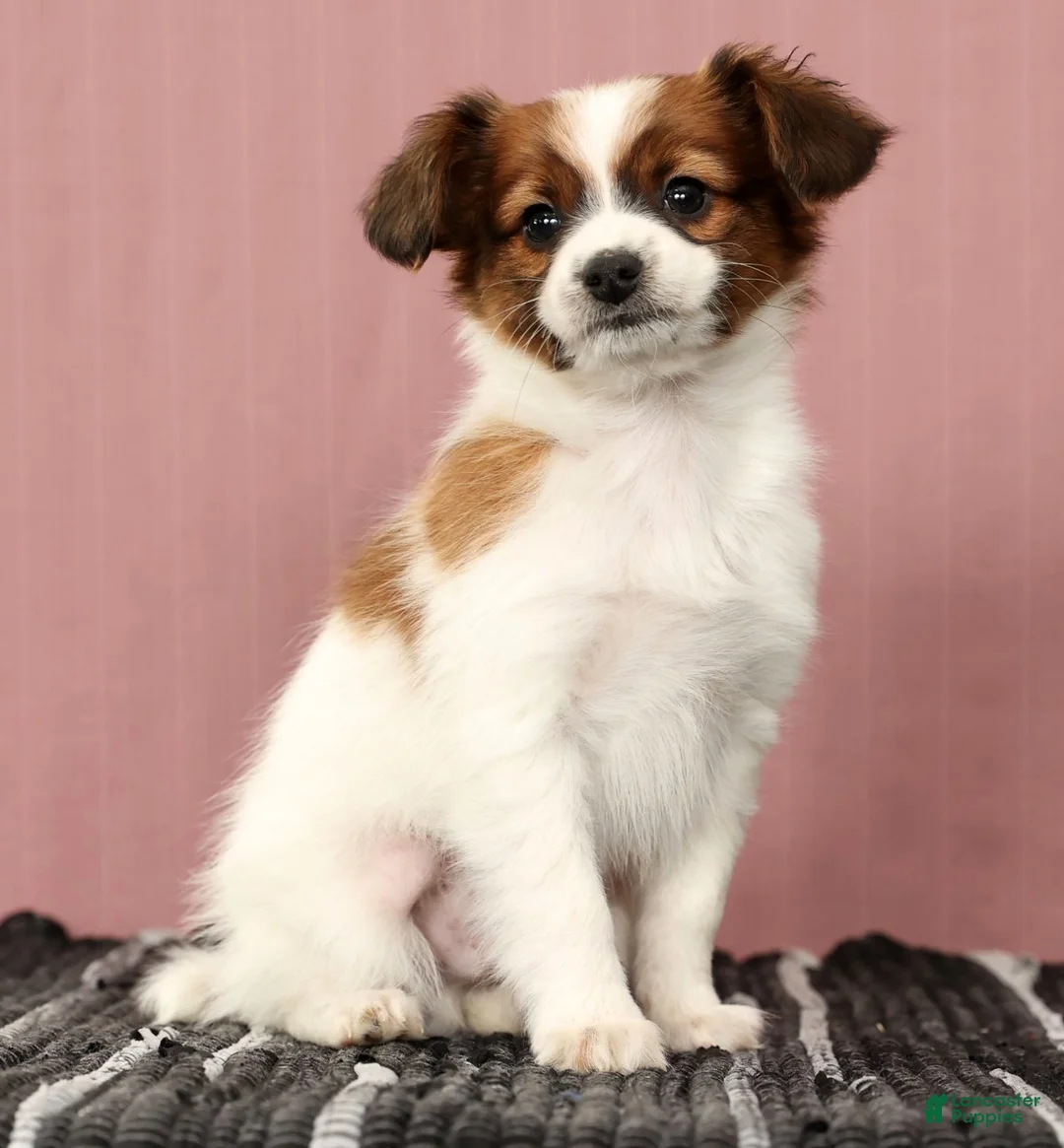 Papillon dogs for sale: Mason - Ad 1