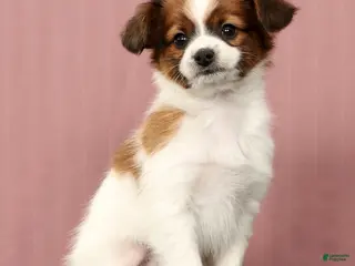 Papillon dogs Mason - Ad 18