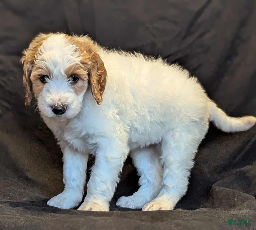 Goldendoodle dogs for sale: Lucky  - Ad 4