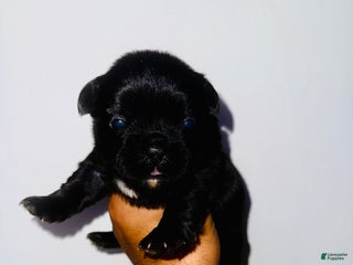 French Bulldog dogs - Ad 41