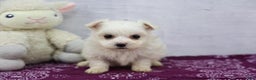 Maltese dogs for sale: Maggie - Ad 2