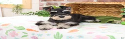 Miniature Schnauzer dogs for sale: Sherman  - Ad 2