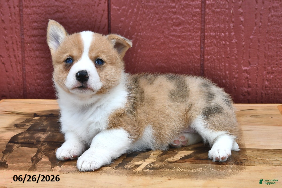 Welsh Corgi Pembroke dogs Jasmine - Ad 1