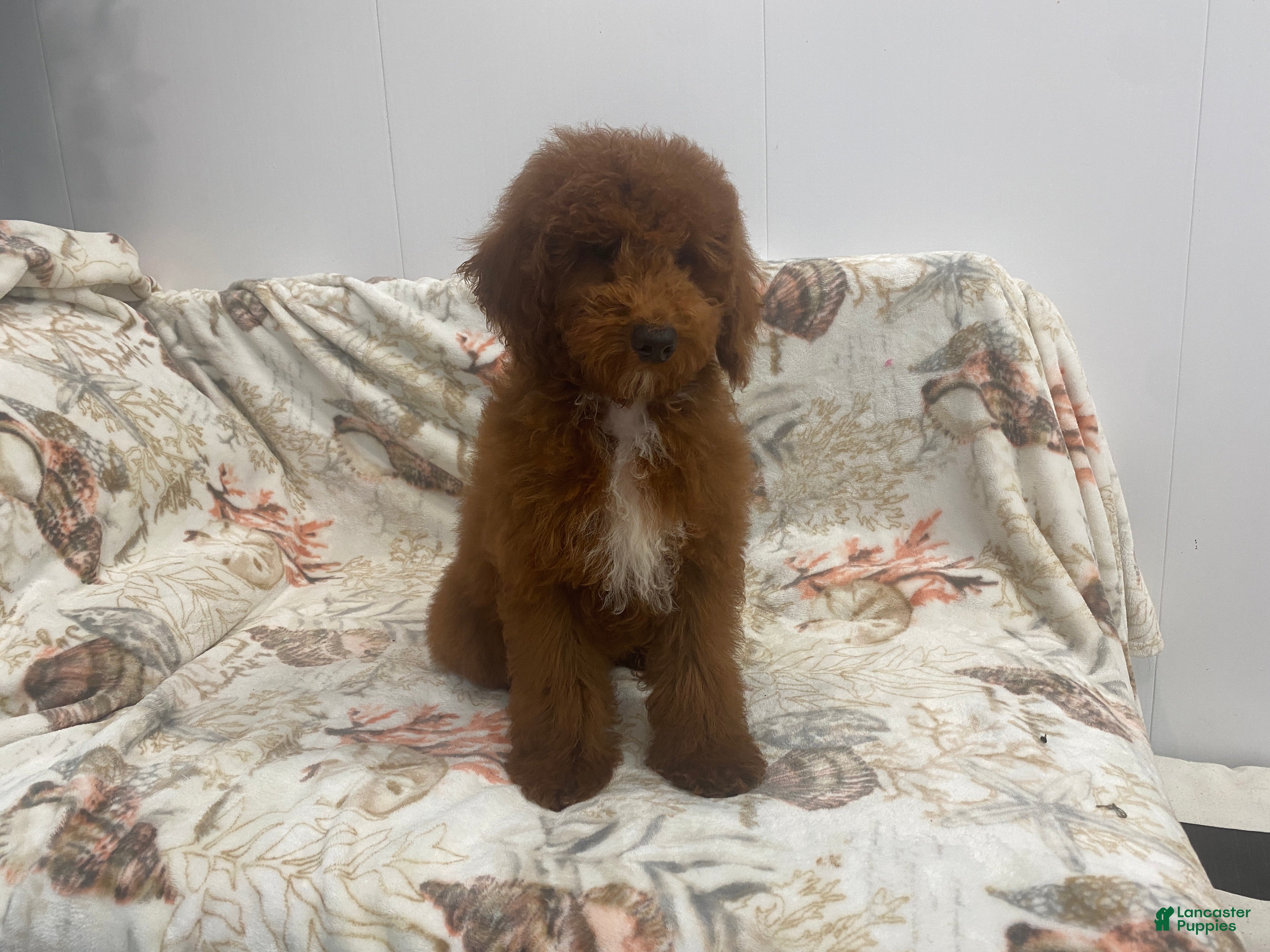 Miniature Poodle dogs RALPH - Ad 2