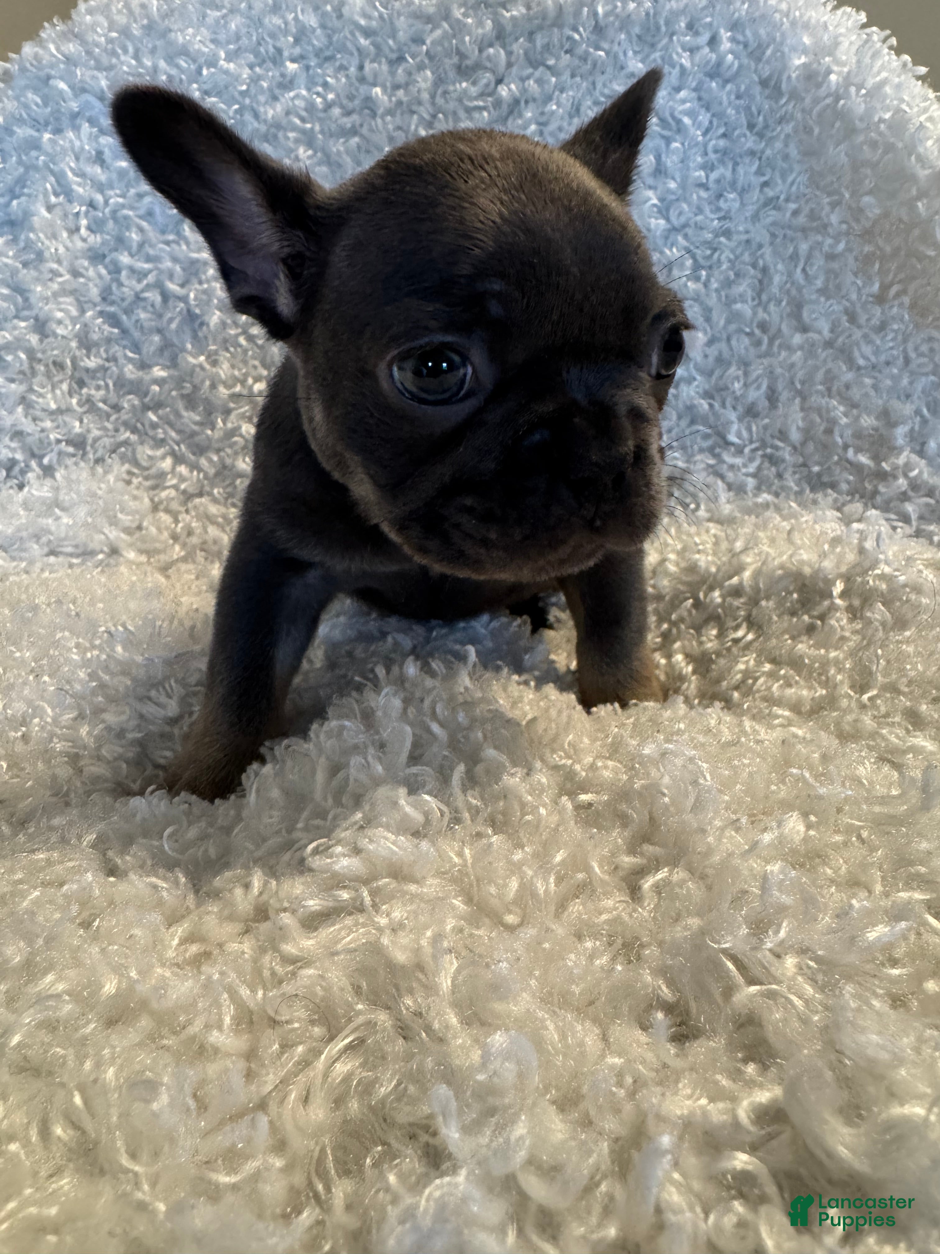 French Bulldog dogs Raven  - Ad 11