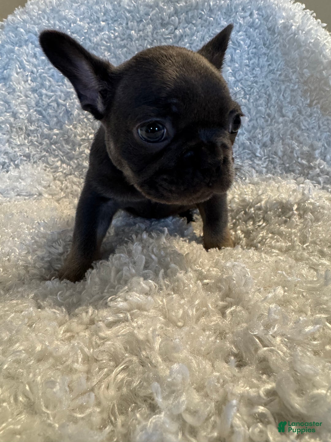 French Bulldog dogs for sale: Raven  - Ad 1