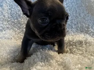 French Bulldog dogs Raven - Ad 5