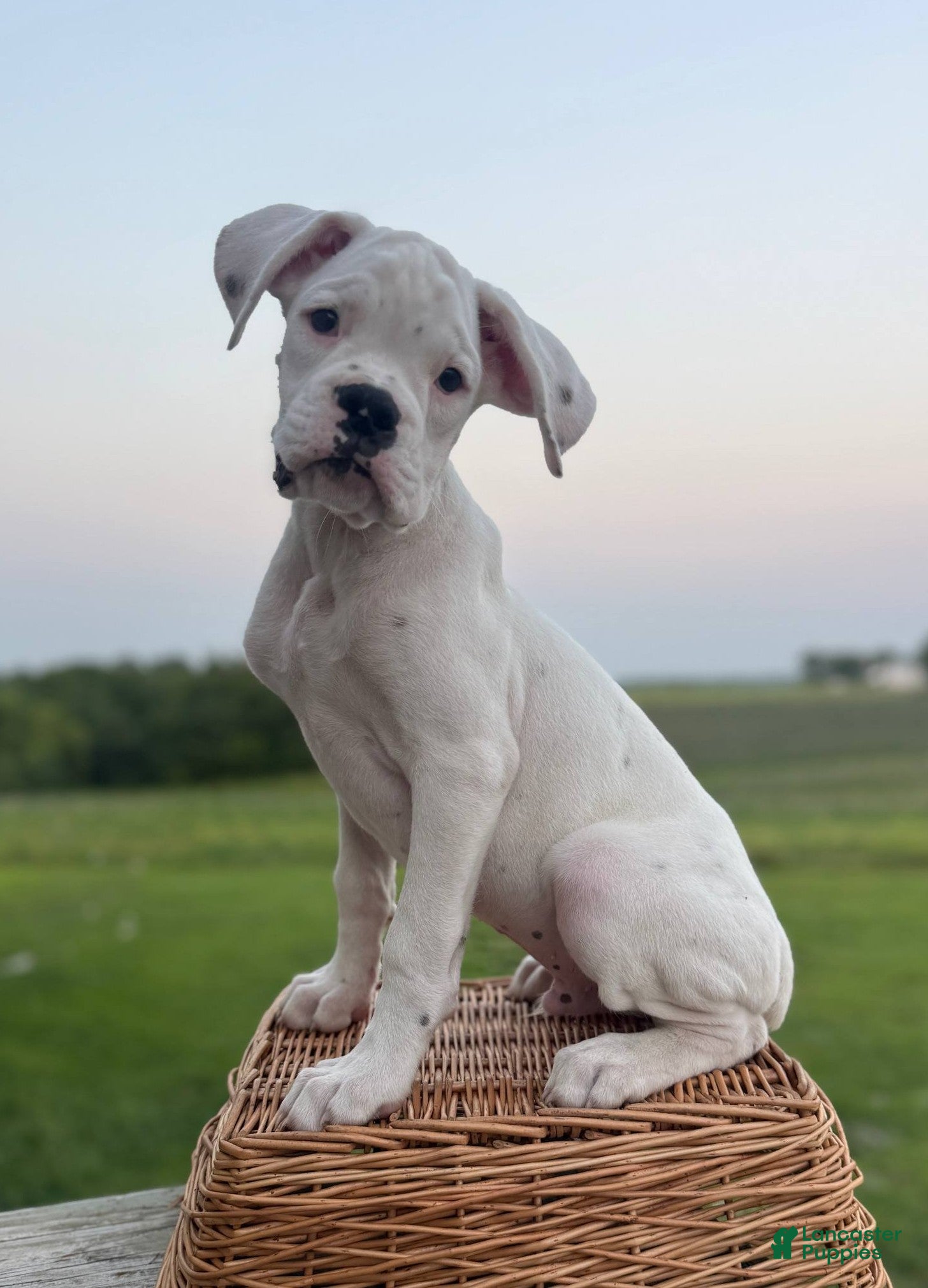 Boxer dogs Thyme - Ad 1
