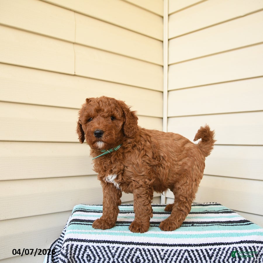 Goldendoodle dogs Berrnerd - Ad 2