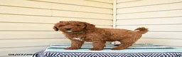 Goldendoodle dogs for sale: Berrnerd - Ad 2