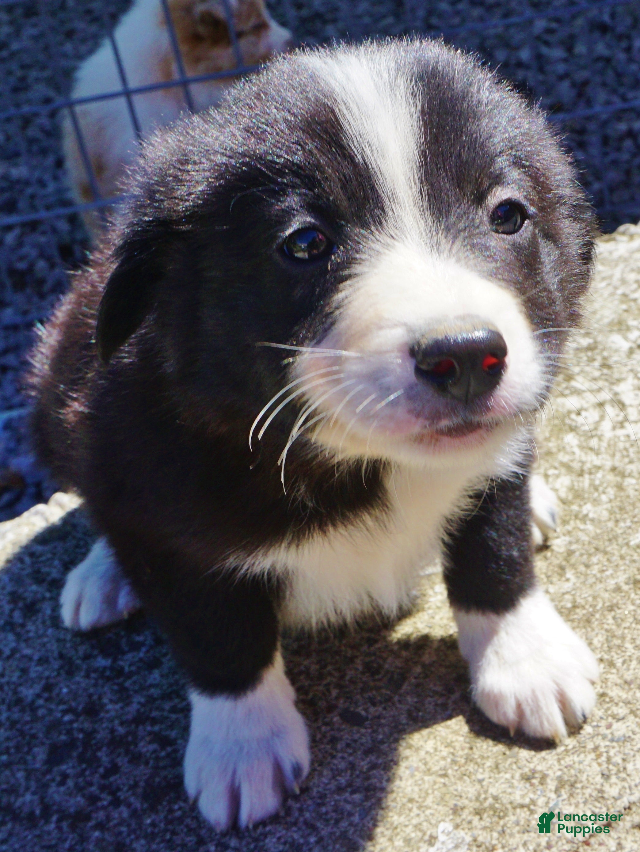 Border Collie dogs ROMAN - Ad 5