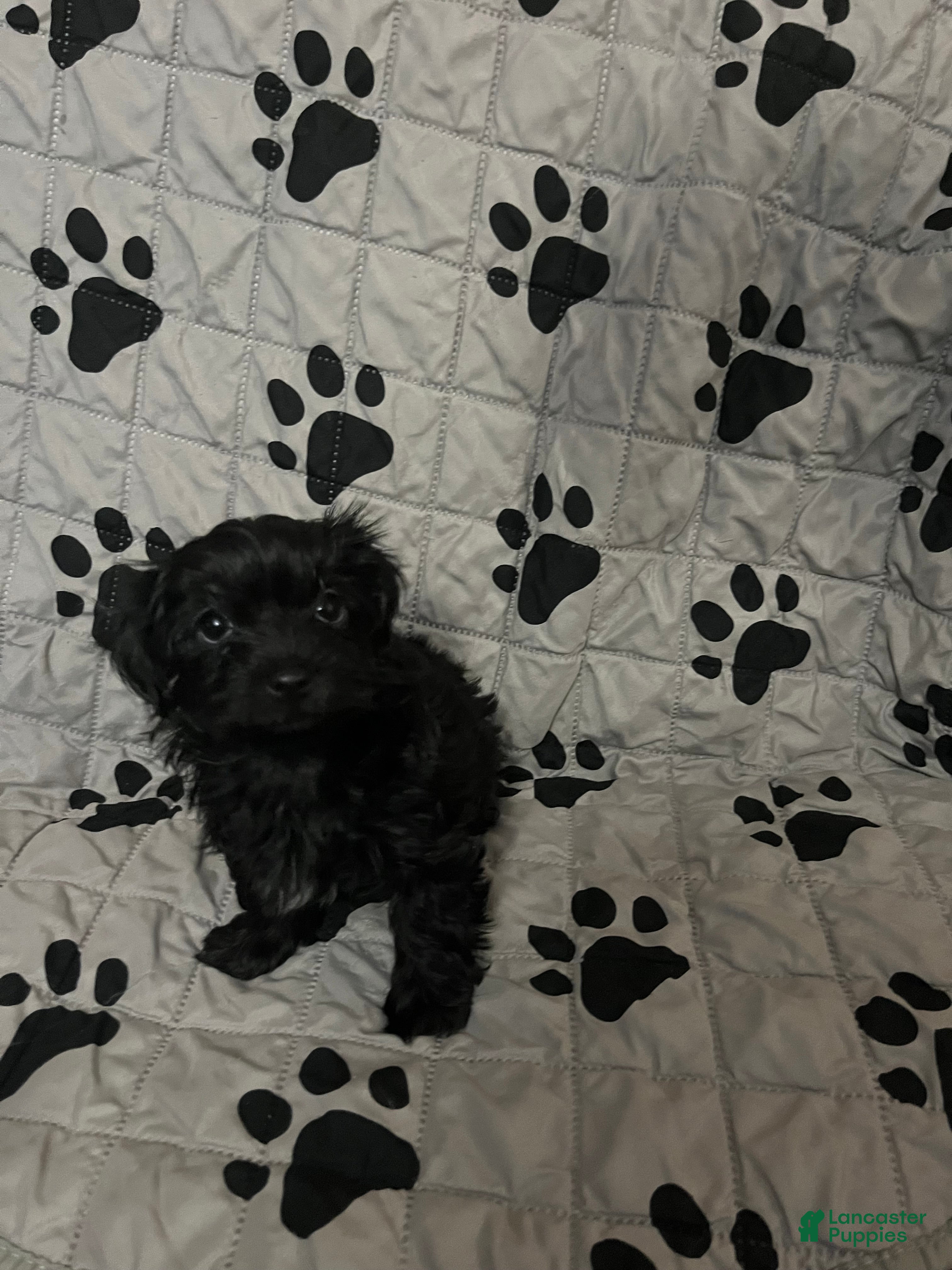Yorkiepoo dogs Black Beauty (BB) - Ad 1
