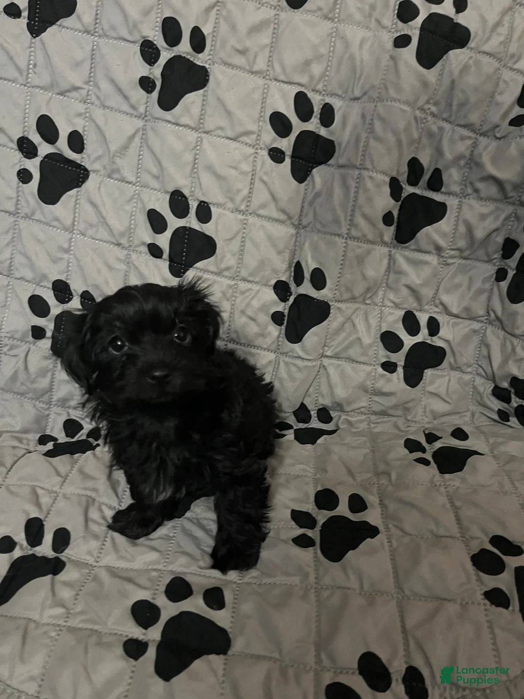 Yorkiepoo dogs for sale: Black Beauty (BB) - Ad 1
