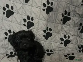 Yorkiepoo dogs for sale: Black Beauty (BB) - Ad 2