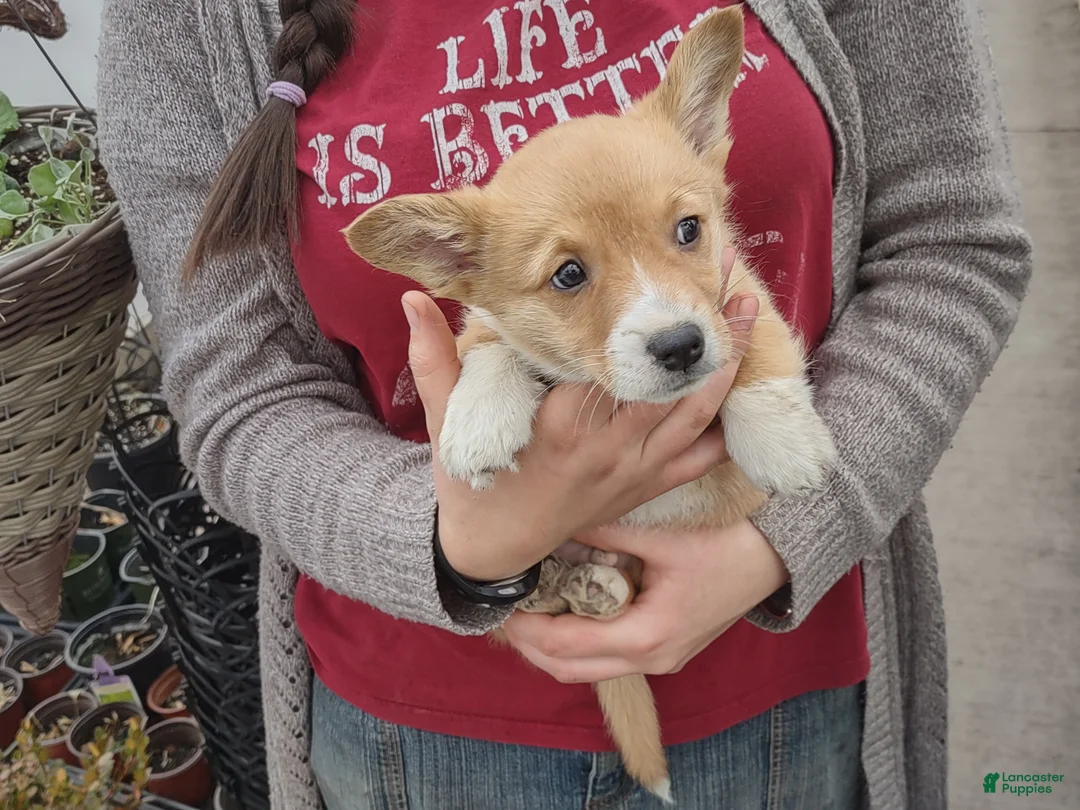 Welsh Corgi Pembroke dogs for sale: Brown Collar  - Ad 6