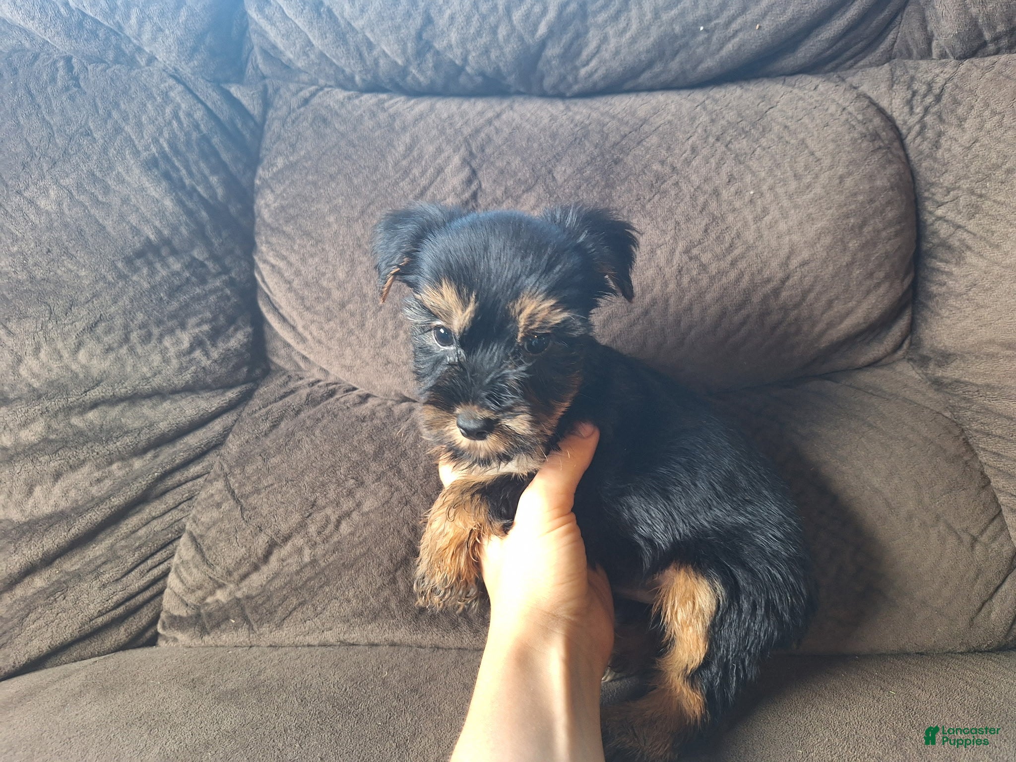 Yorkshire Terrier dogs Bandit - Ad 2